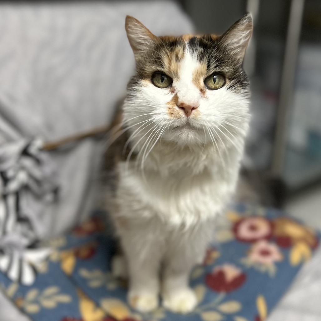 Annie, a Adoptable Domestic Long Hair in Bountiful, UT image 1/2