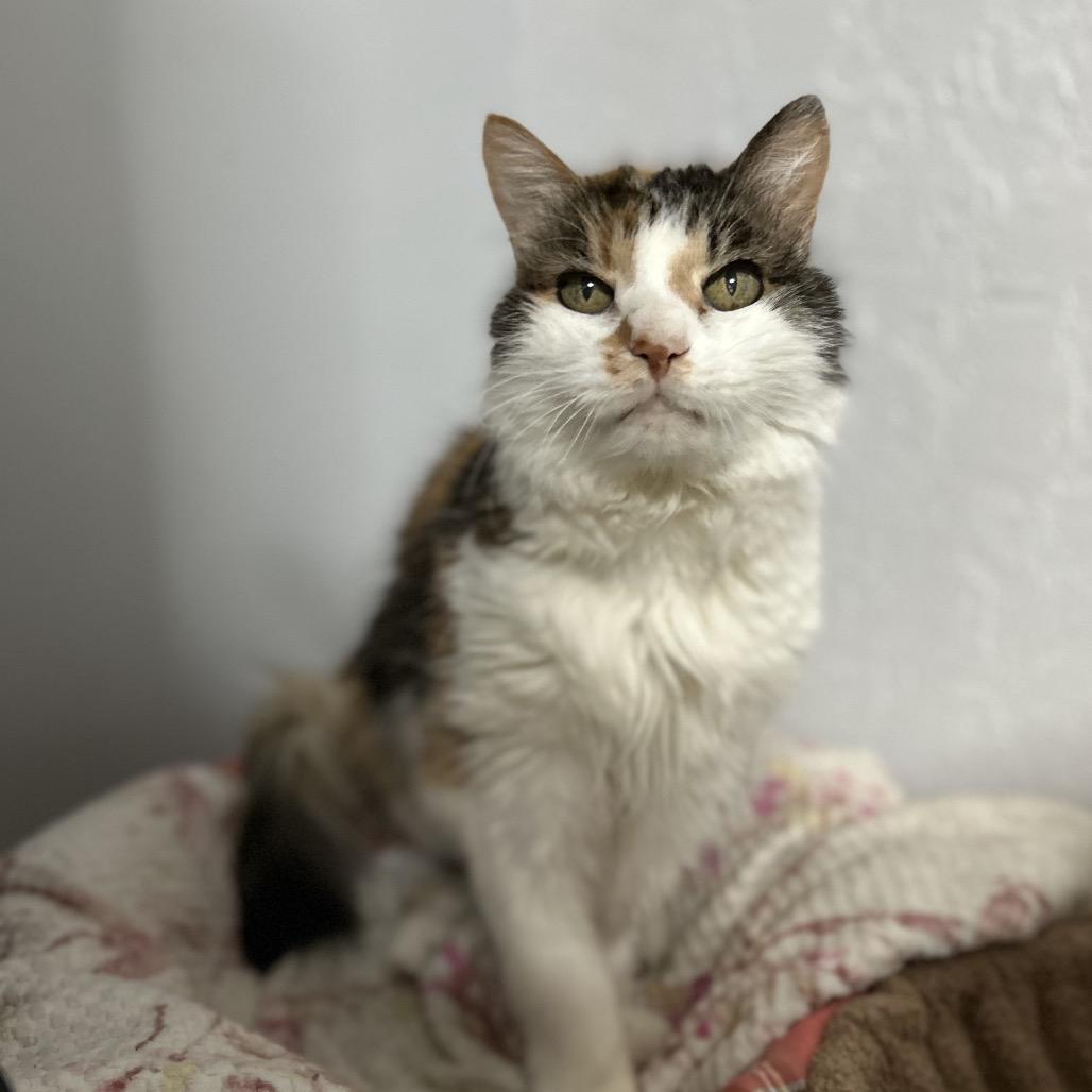 Annie, a Adoptable Domestic Long Hair in Bountiful, UT image 2/2