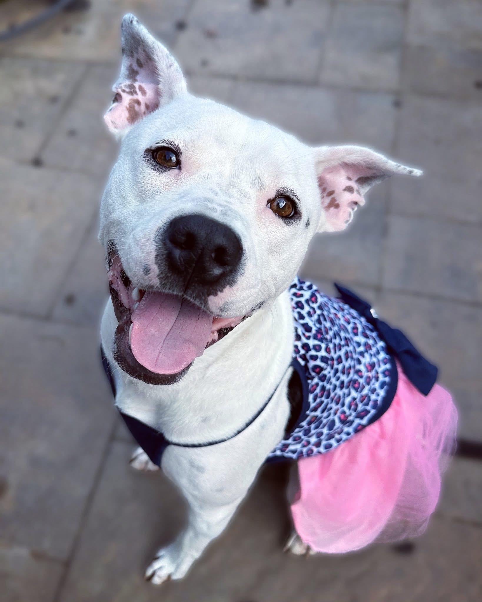 Panda, Adoptable, Young Female Terrier.