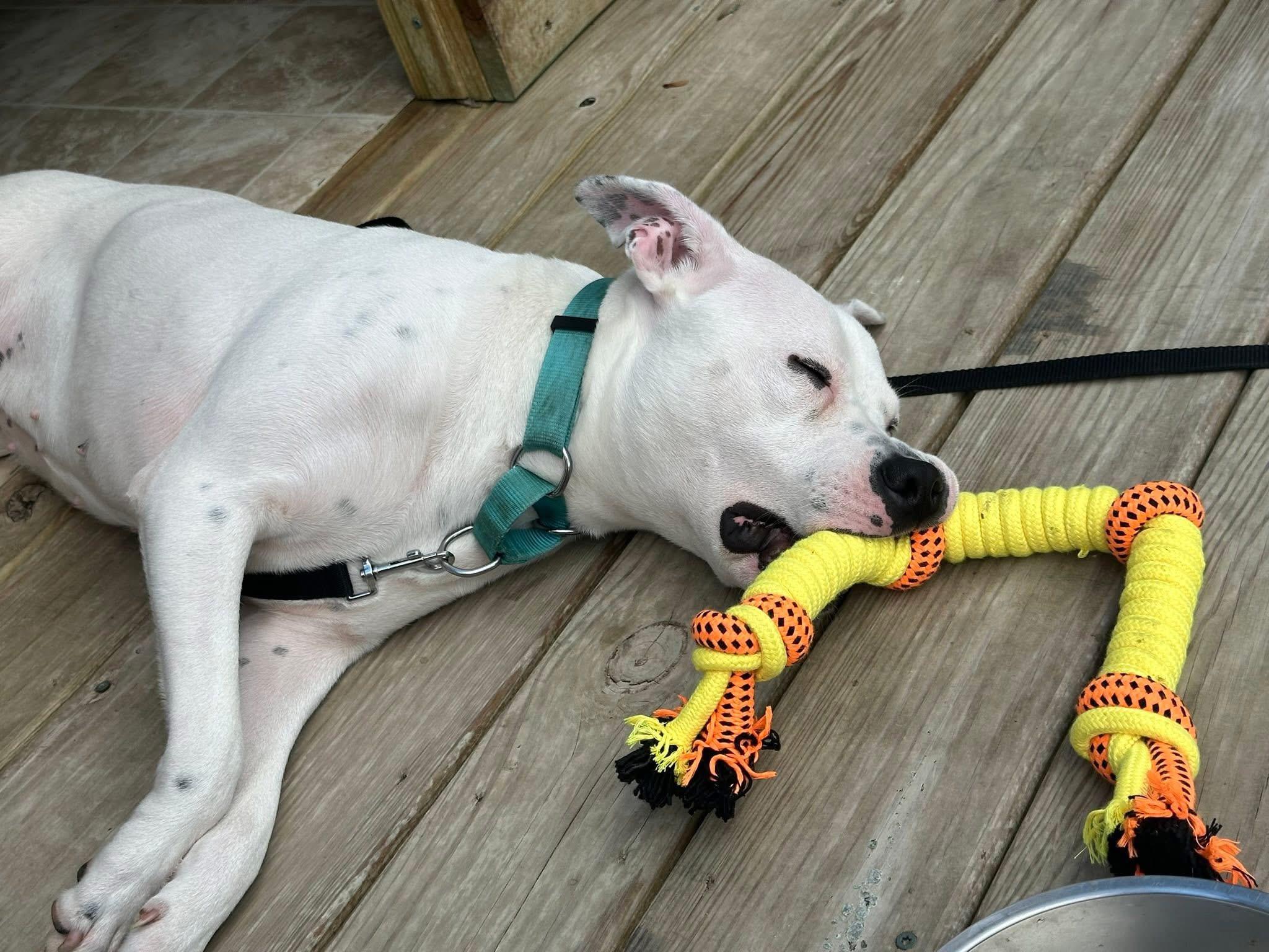 Panda, a Adoptable mixed breed in Jamesville, NY image 5/5
