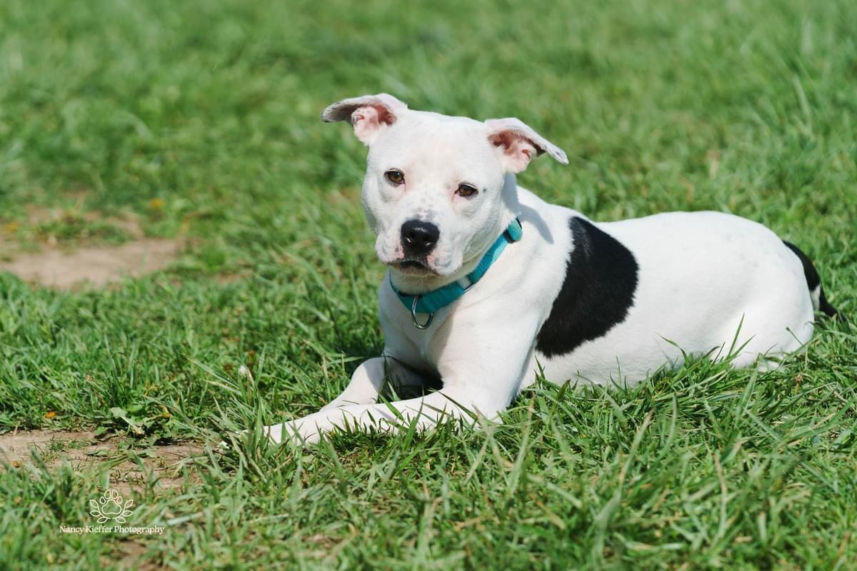 Panda, a Adoptable mixed breed in Jamesville, NY image 6/6