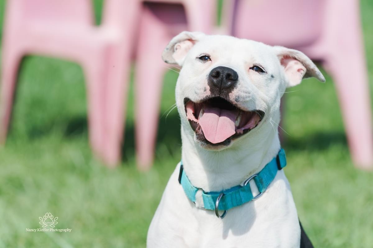 Panda, a Adoptable mixed breed in Jamesville, NY image 4/6