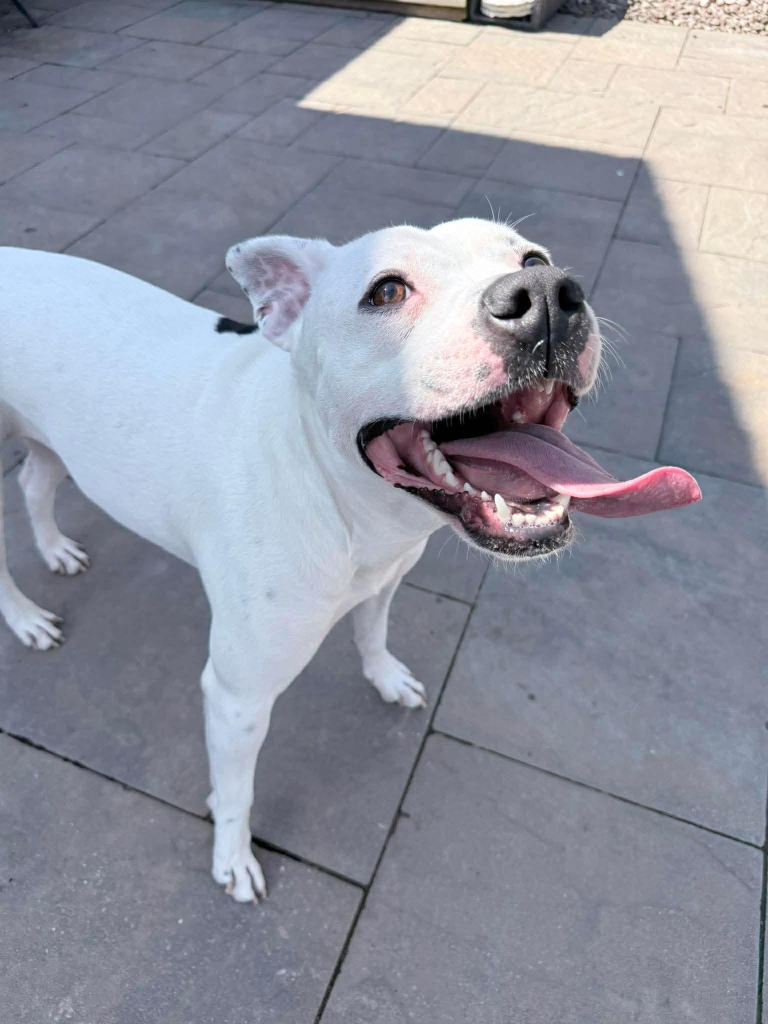 Panda, a Adoptable mixed breed in Jamesville, NY image 2/5