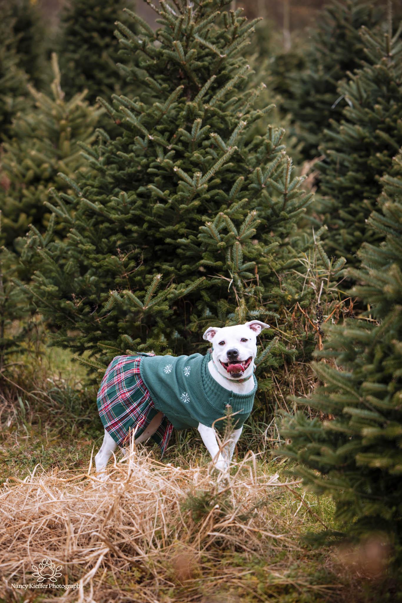 Panda, a Adoptable mixed breed in Jamesville, NY image 1/6