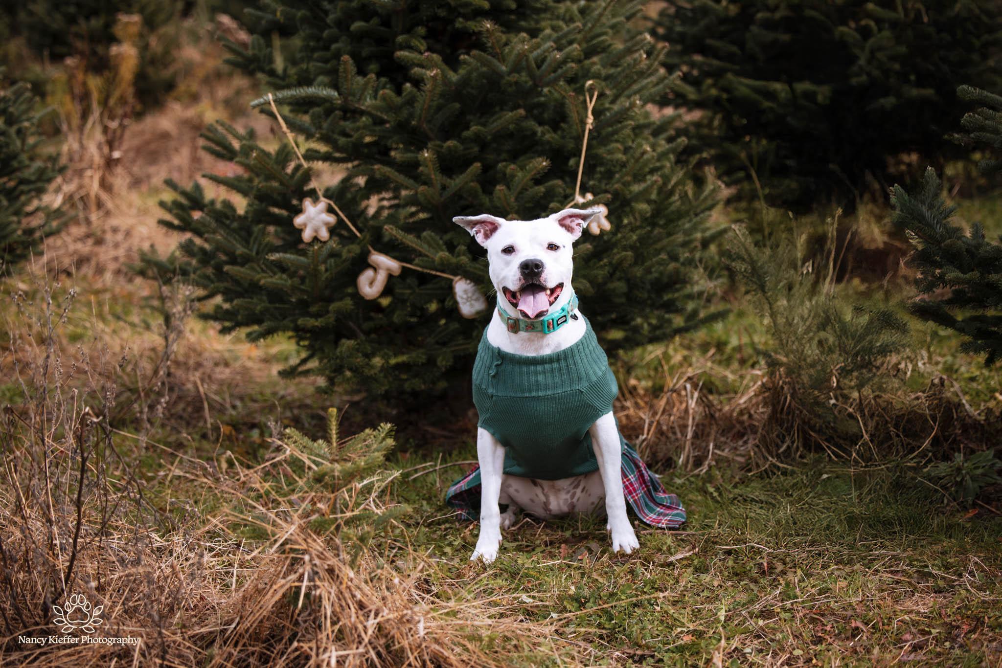 Panda, a Adoptable mixed breed in Jamesville, NY image 2/6