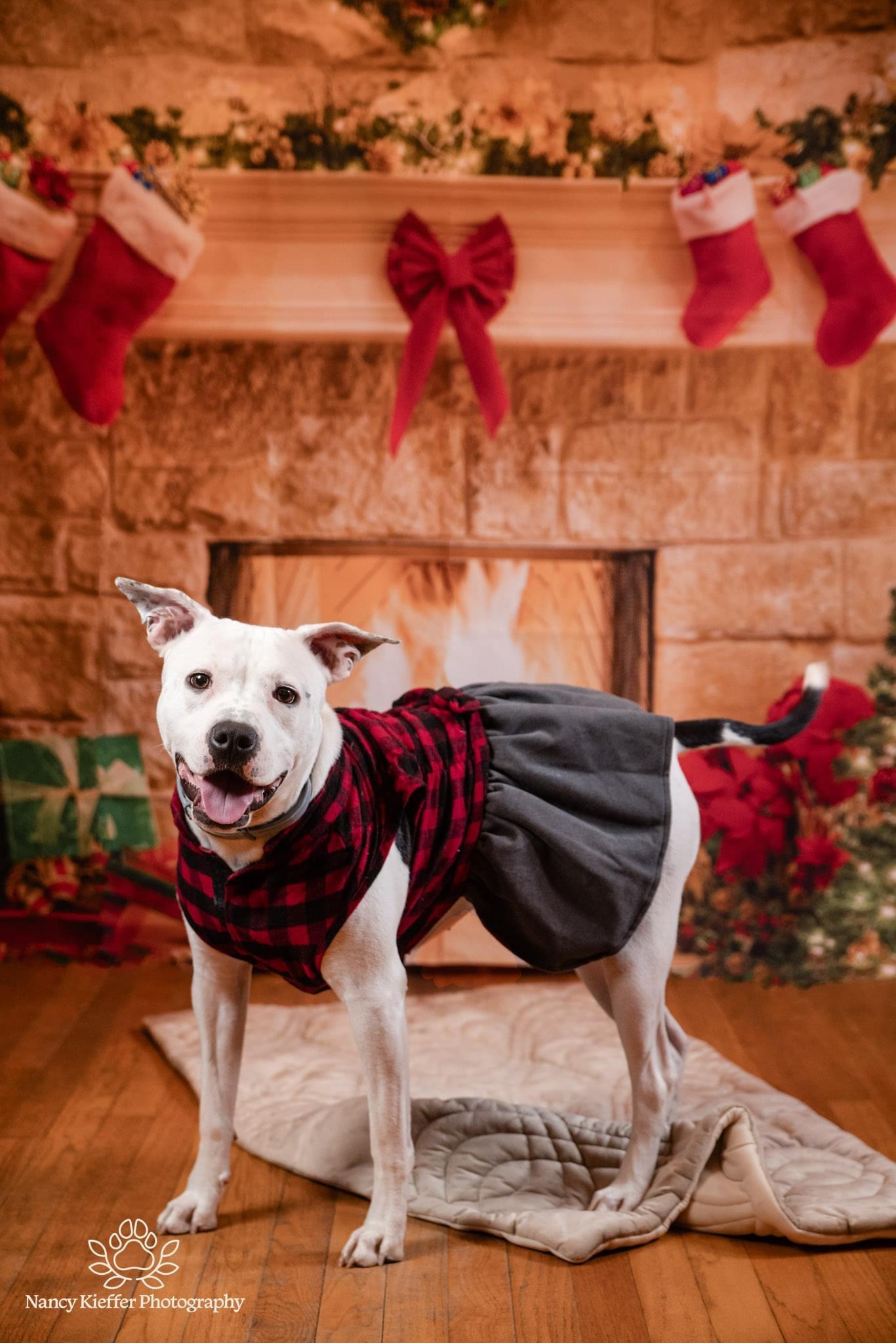 Panda, a Adoptable mixed breed in Jamesville, NY image 5/6