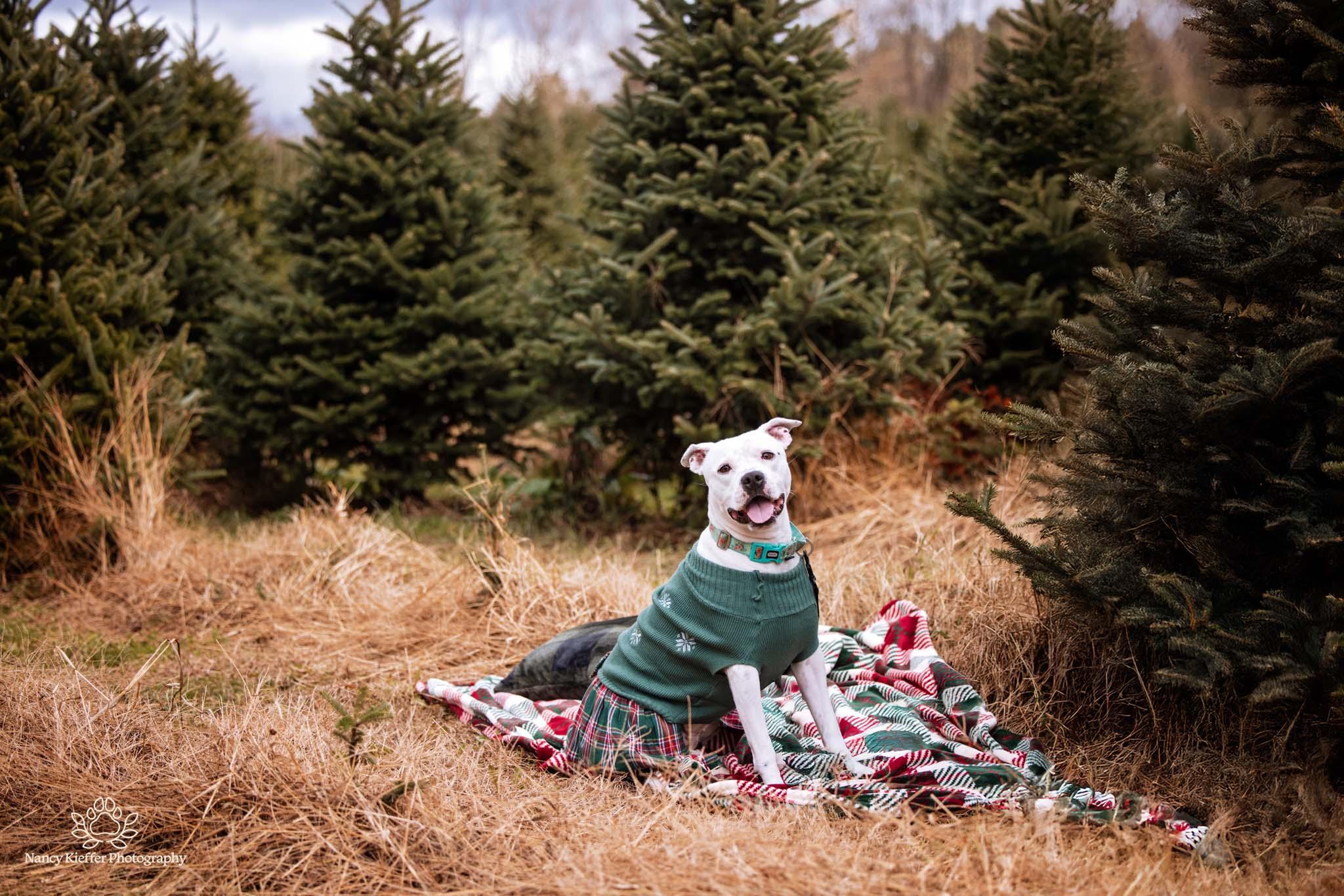Panda, a Adoptable mixed breed in Jamesville, NY image 3/6