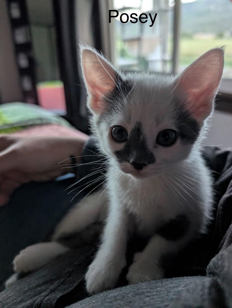 Enlarge Posey, a Adopted mixed breed in Heber City, UT image 1/1