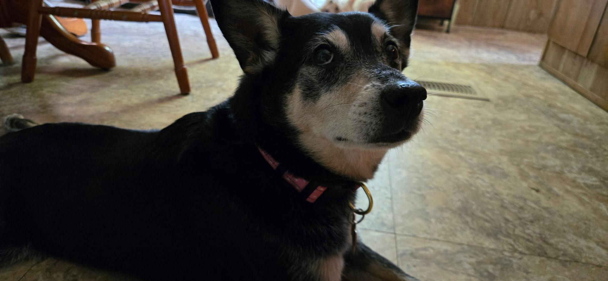 Millie photo 3