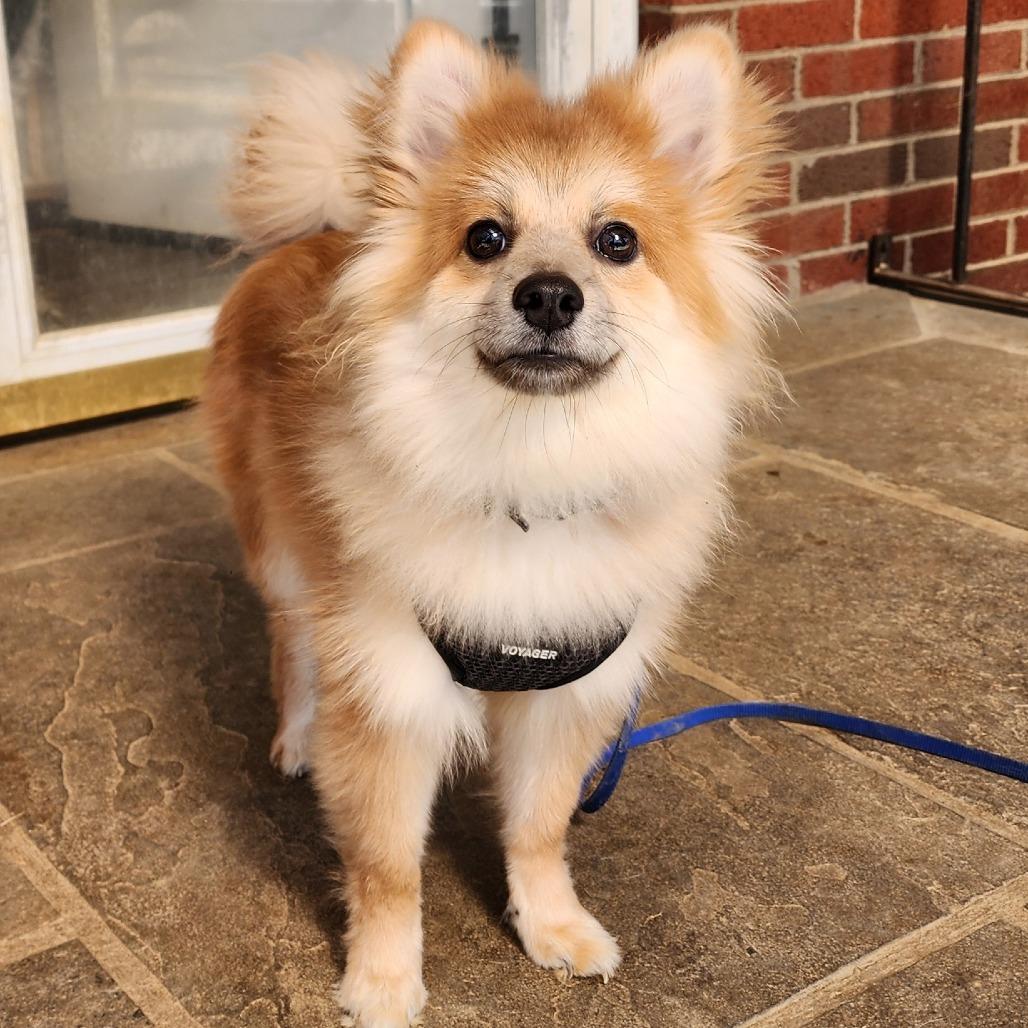 Ruffle, Adoptable, Puppy Male Pomeranian & Mixed Breed.