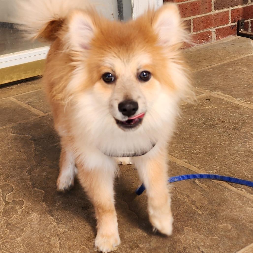 Enlarge Ruffle, a Adoptable mixed breed in Glenelg, MD image 2/4