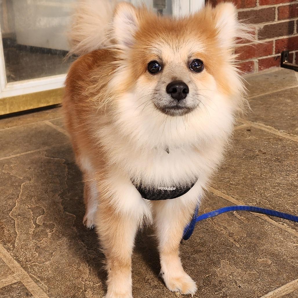 Enlarge Ruffle, a Adoptable mixed breed in Glenelg, MD image 3/4