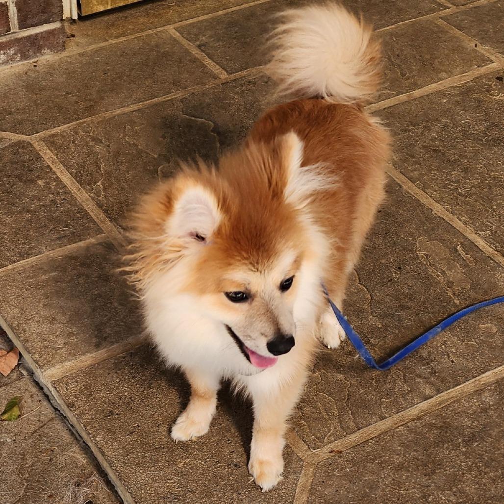 Enlarge Ruffle, a Adoptable mixed breed in Glenelg, MD image 4/4