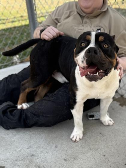 Gumbo, Adoptable, Adult Male Pit Bull Terrier & Mixed Breed.