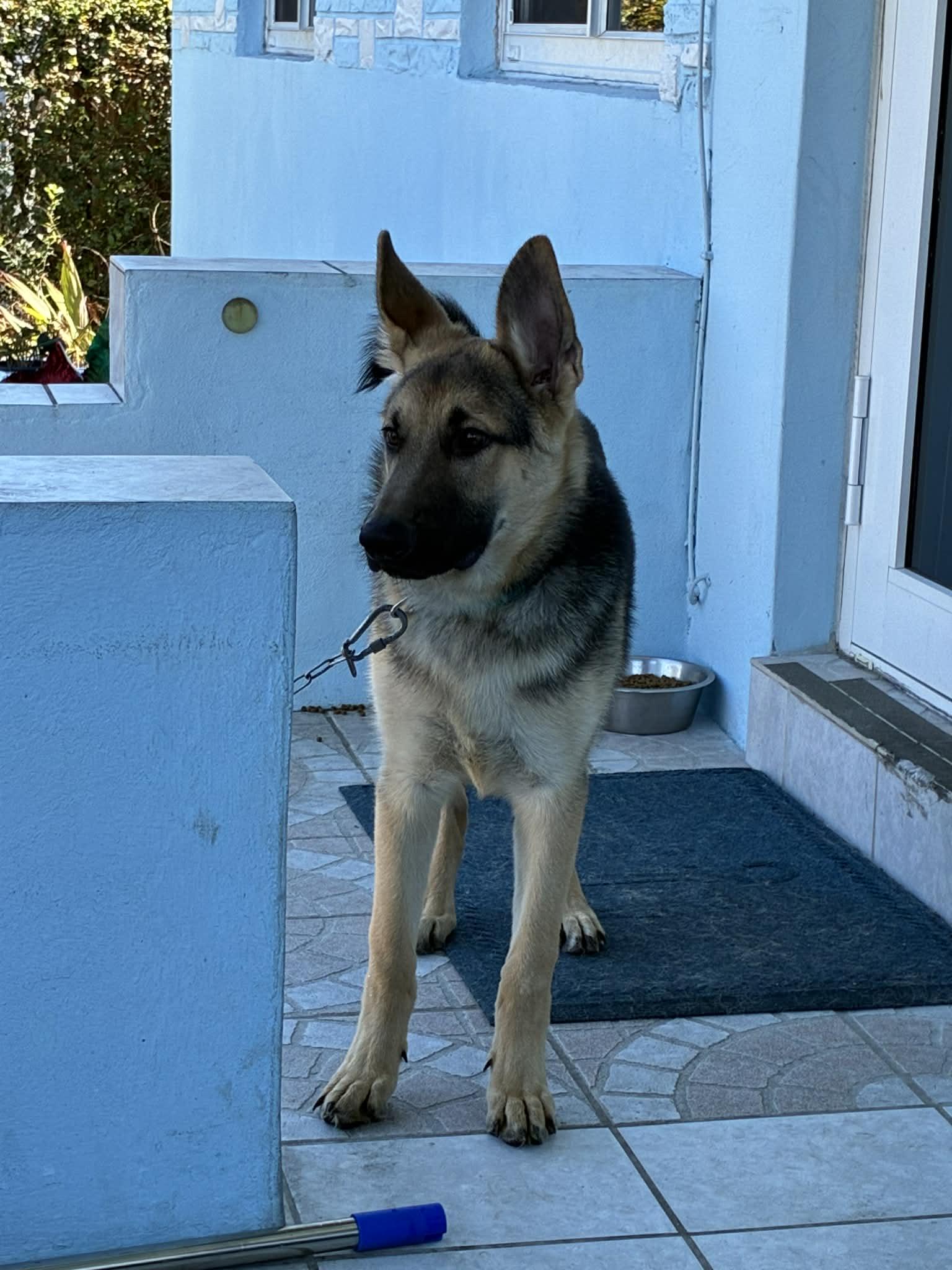 Enlarge Rambo, a Adoptable German Shepherd Dog in Pompano Beach, FL image 2/3