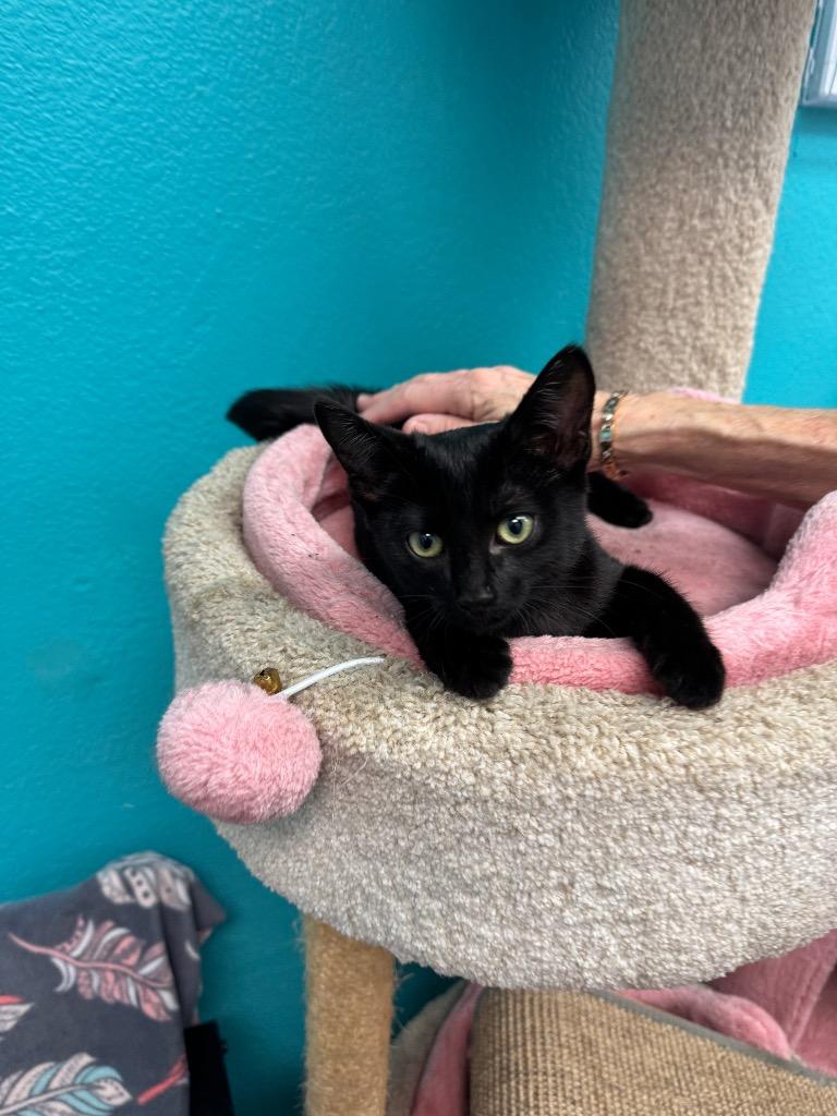 Jasmine, Adoptable, Young Female Domestic Short Hair.