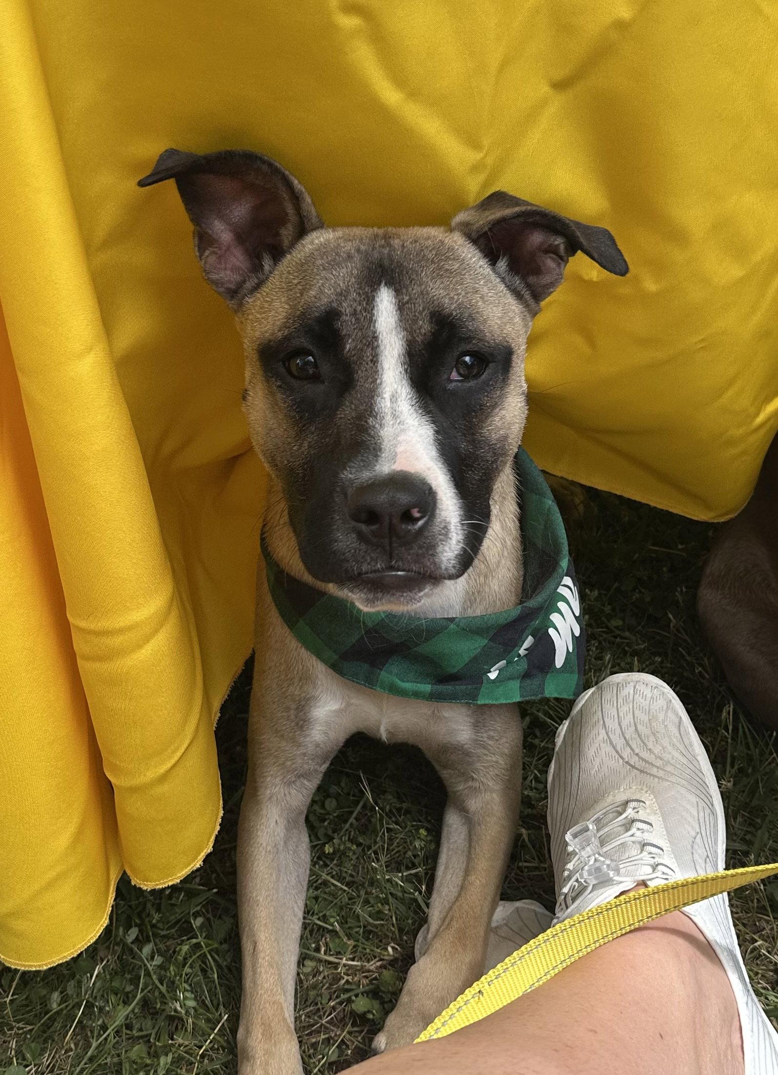 Murphy, a Adoptable mixed breed in Tonawanda, NY image 1/3
