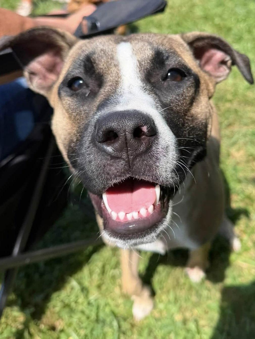 Murphy, a Adoptable mixed breed in Tonawanda, NY image 2/3