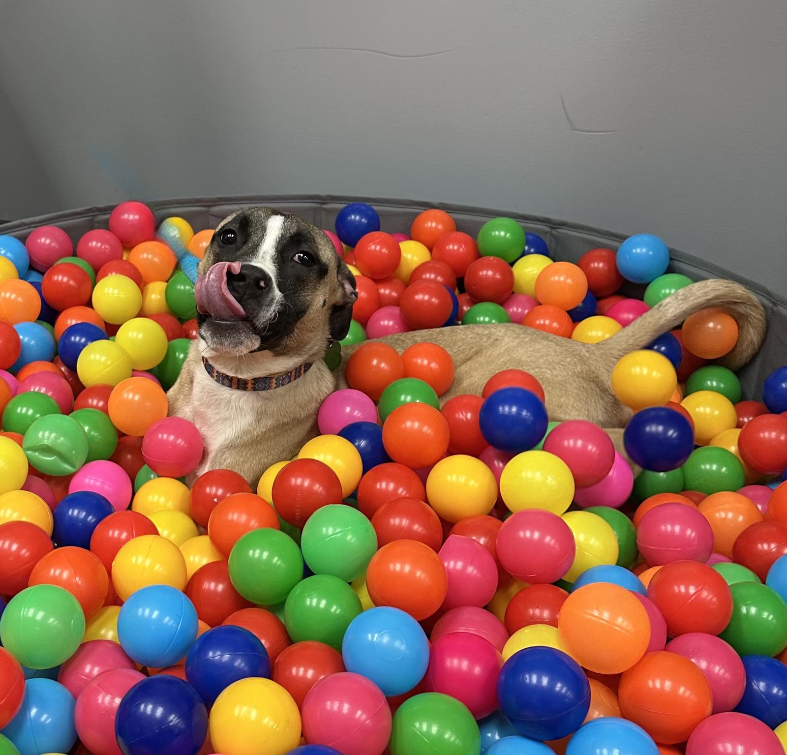 Enlarge Murphy, a Adoptable mixed breed in Tonawanda, NY image 2/3