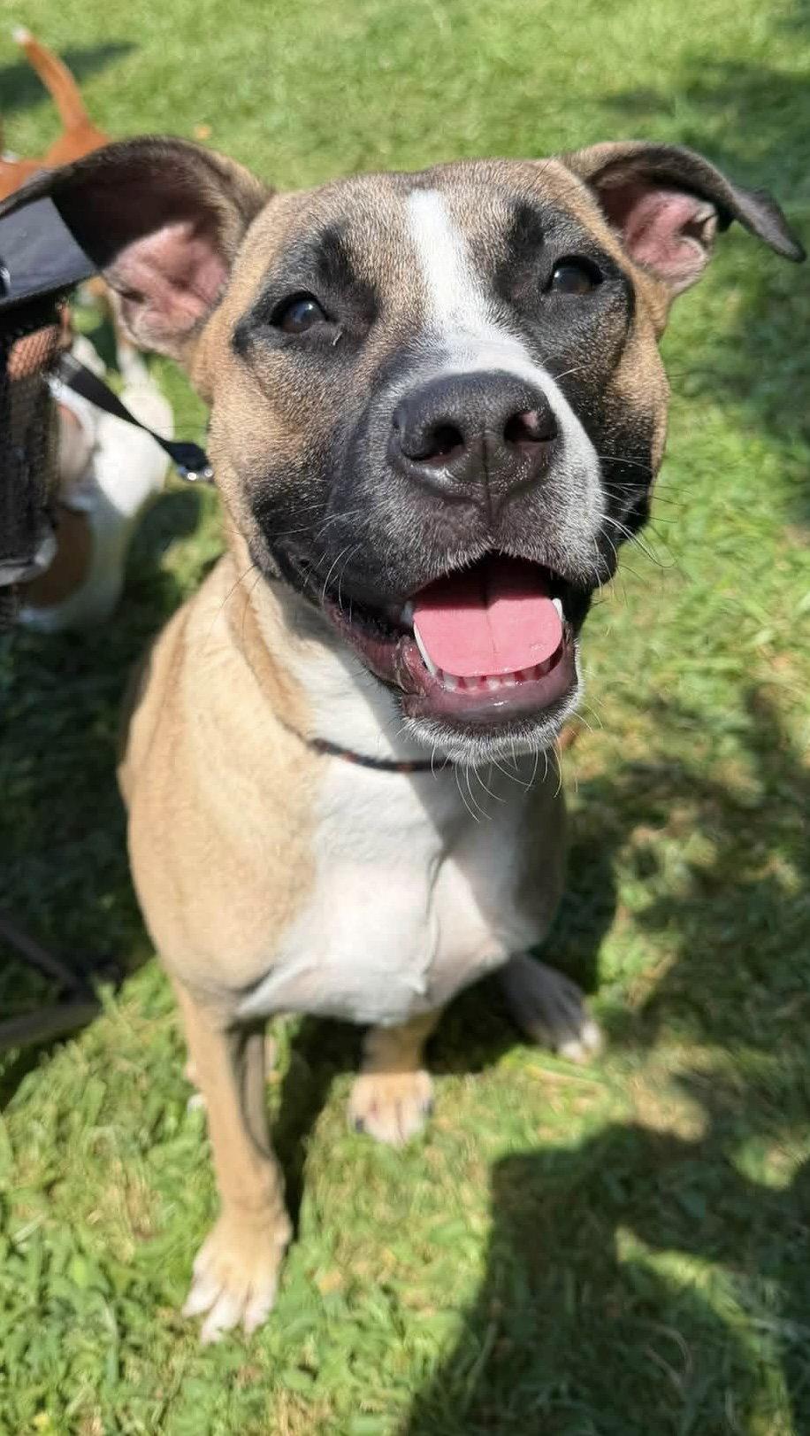 Murphy, a Adoptable mixed breed in Tonawanda, NY image 3/3