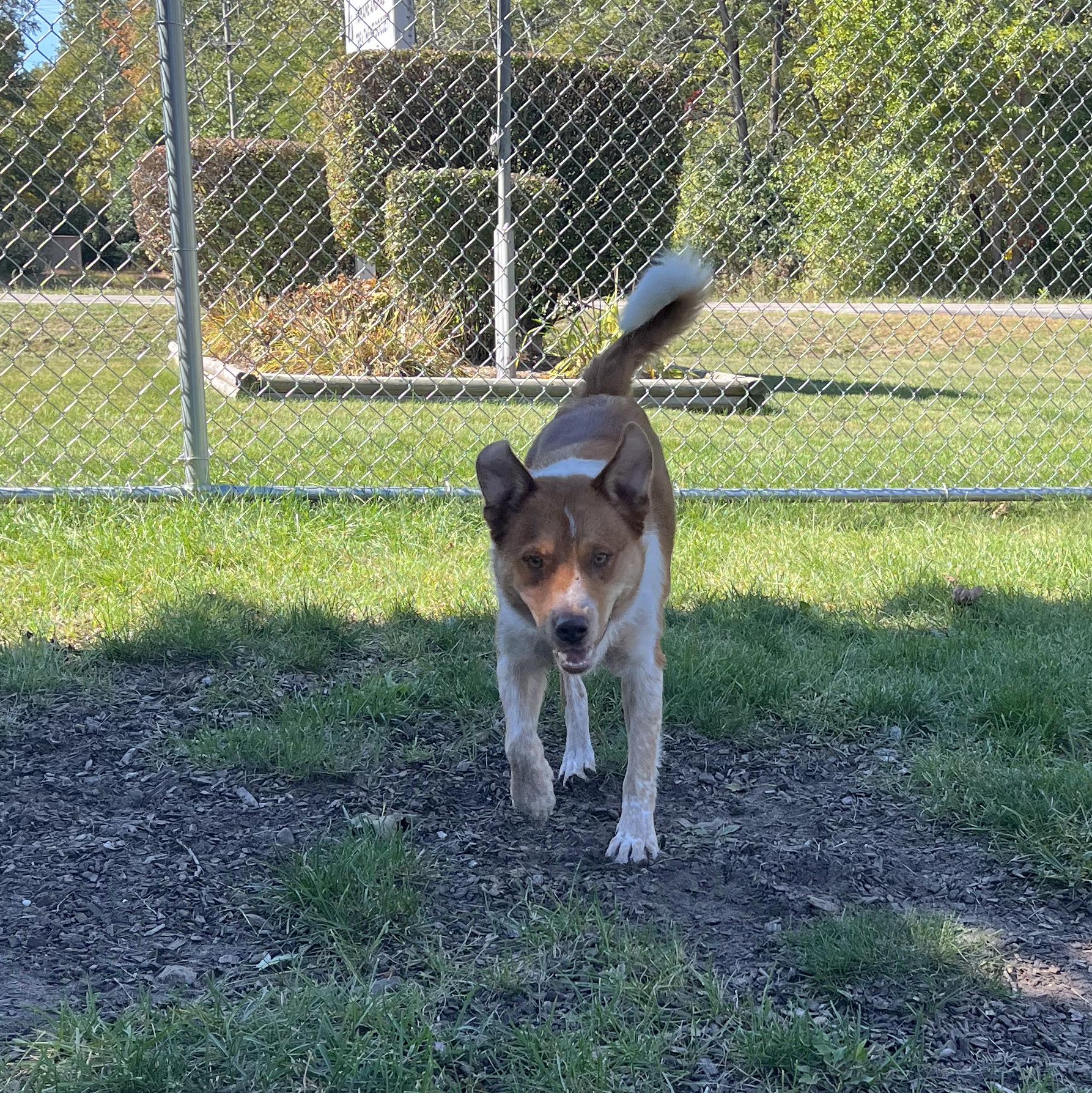 Enlarge Cartman, a Adoptable mixed breed in Mount Pleasant, MI image 3/5