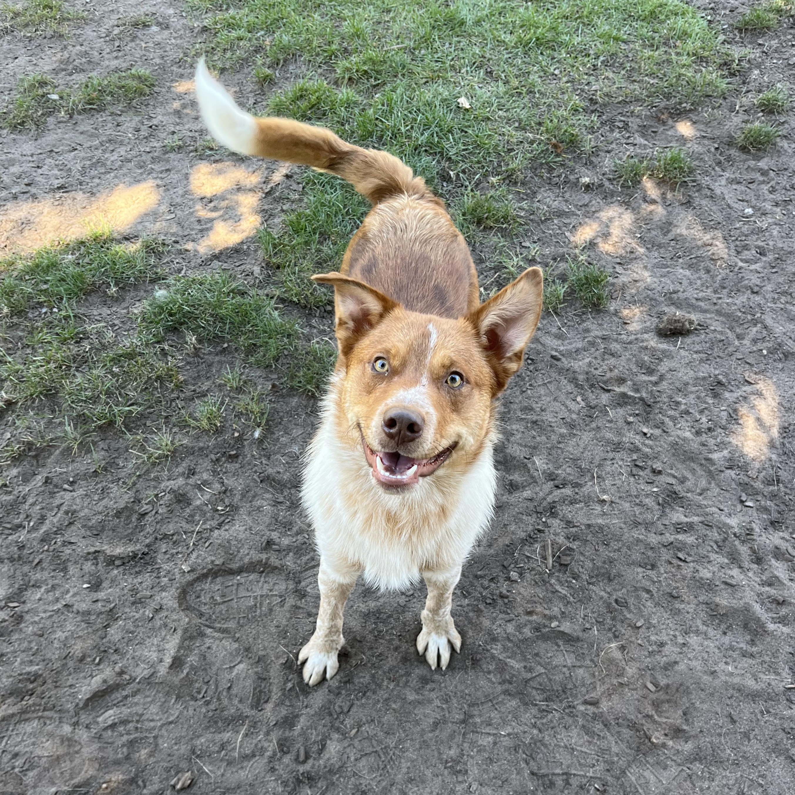 Enlarge Cartman, a Adoptable mixed breed in Mount Pleasant, MI image 1/5