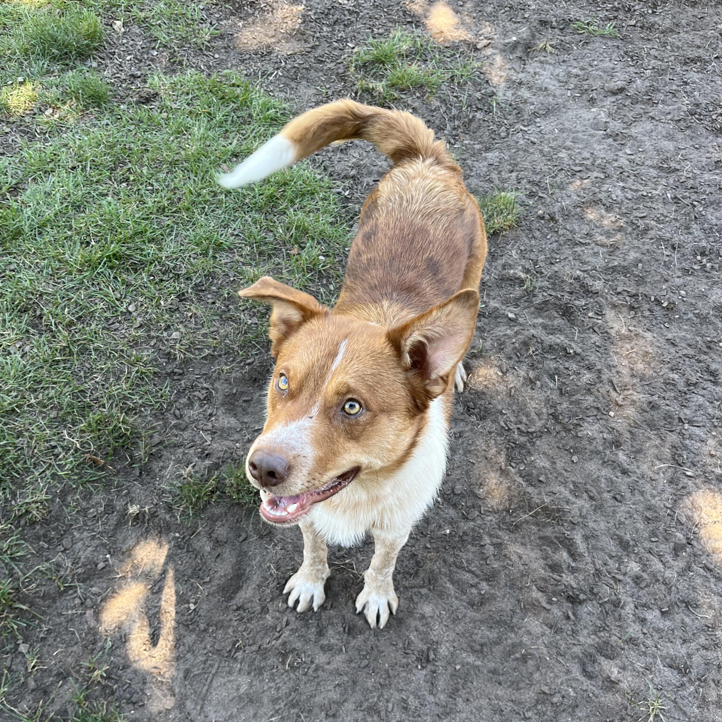 Enlarge Cartman, a Adoptable mixed breed in Mount Pleasant, MI image 5/5