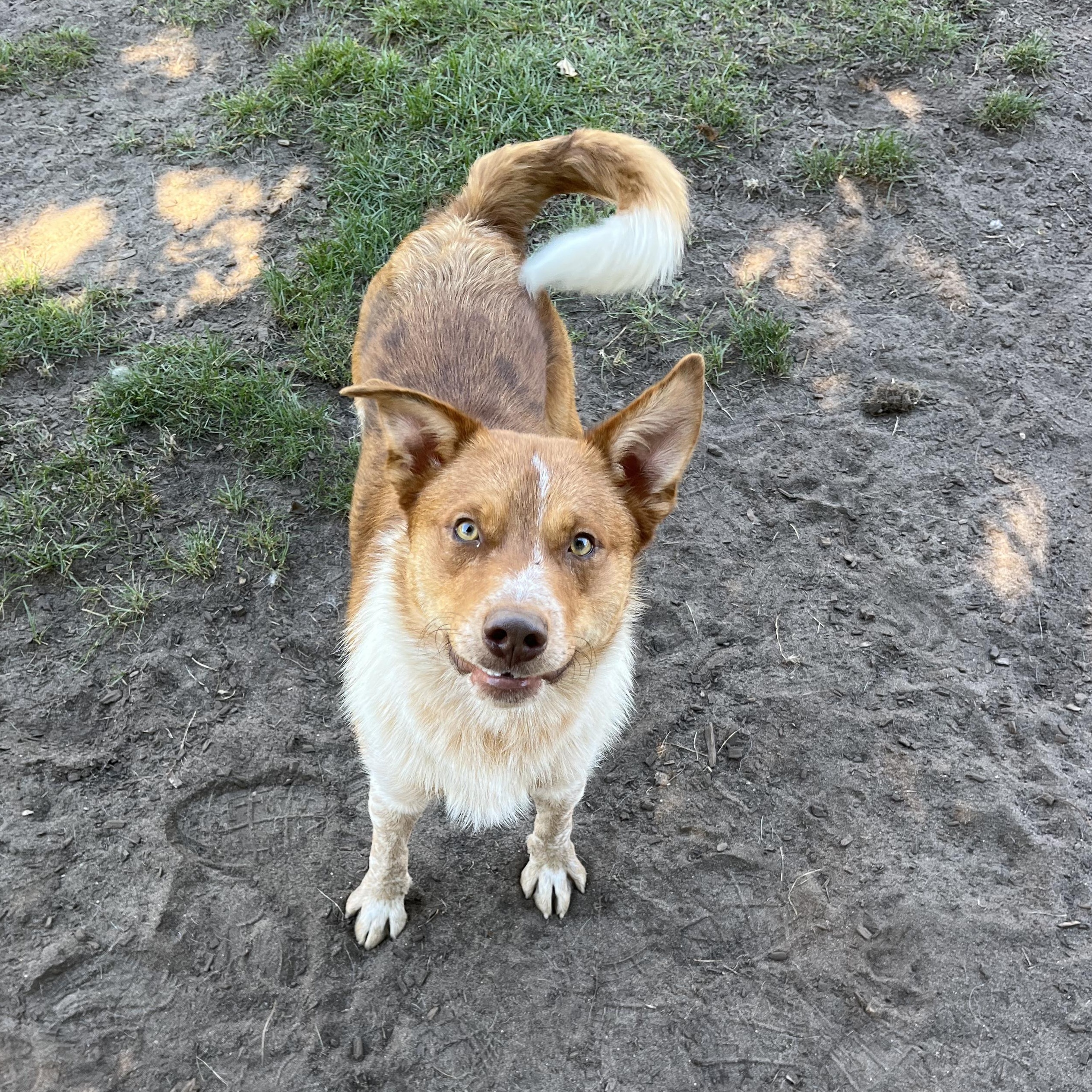 Enlarge Cartman, a Adoptable mixed breed in Mount Pleasant, MI image 4/5