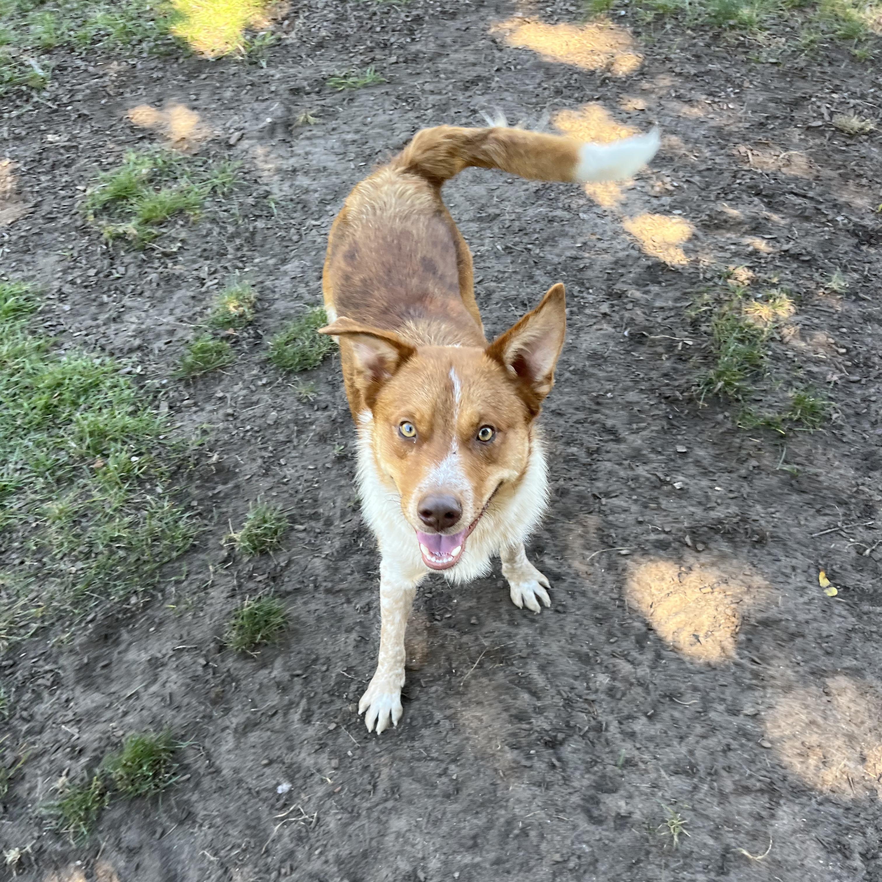 Enlarge Cartman, a Adoptable mixed breed in Mount Pleasant, MI image 2/5