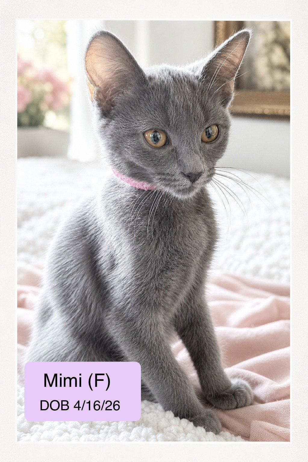 Mimi aka Lola, Adopted, Kitten Female Domestic Short Hair.