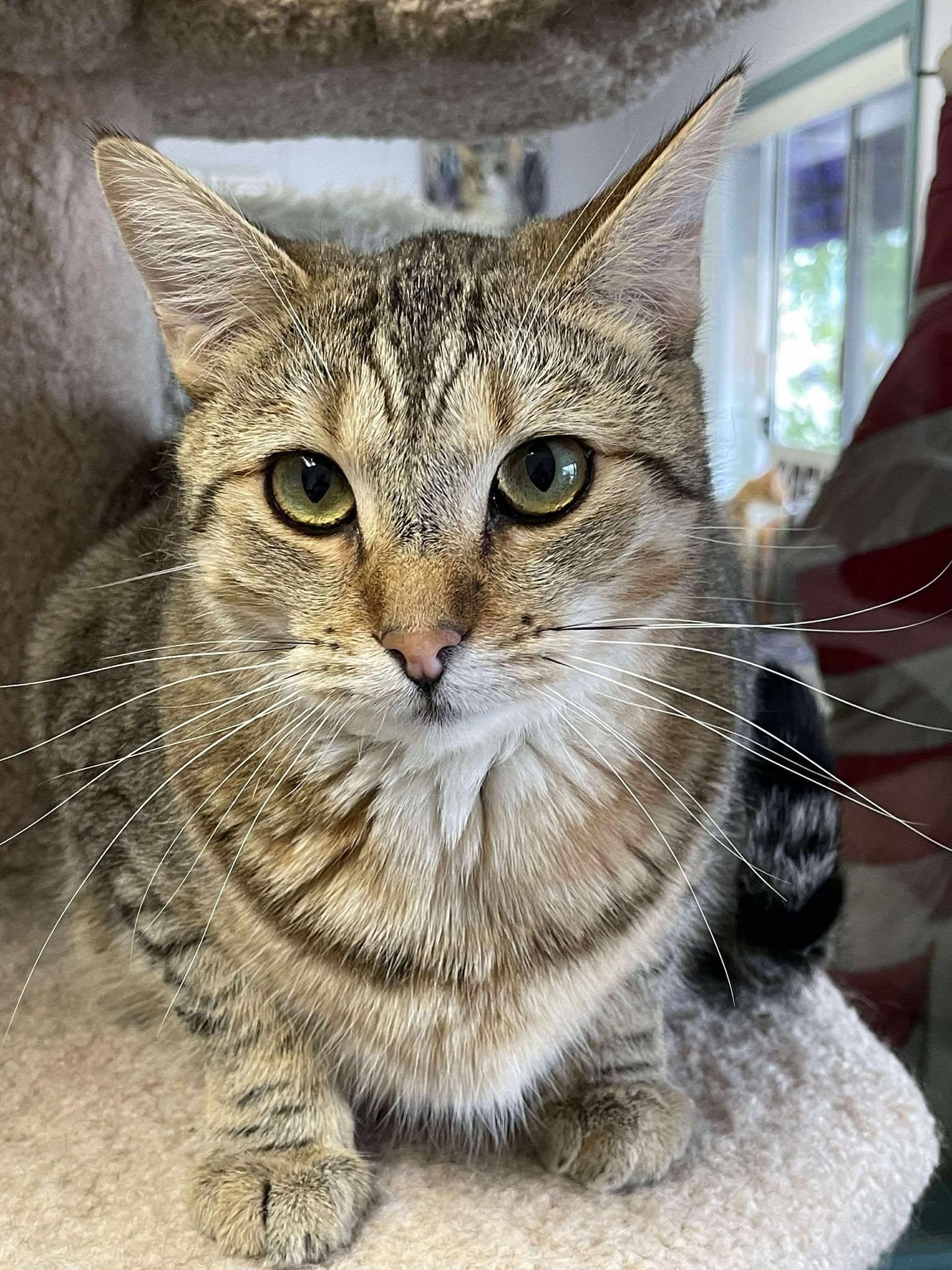 Rocher, an adoptable Domestic Short Hair in Medford, OR, 97501 | Photo Image 1