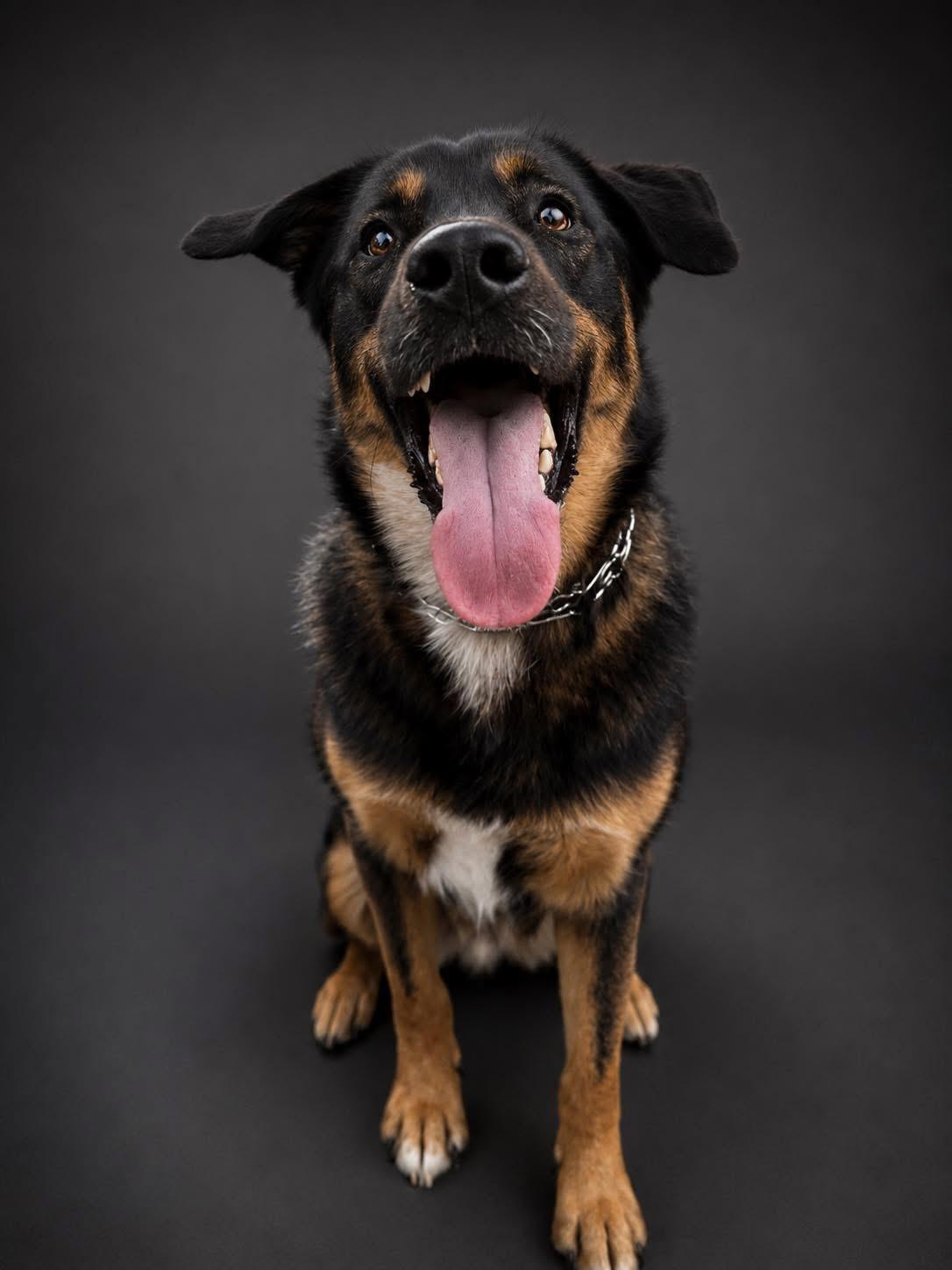 Enlarge charlie, a ADOPTABLE mixed breed in Clermont, FL image 1/2