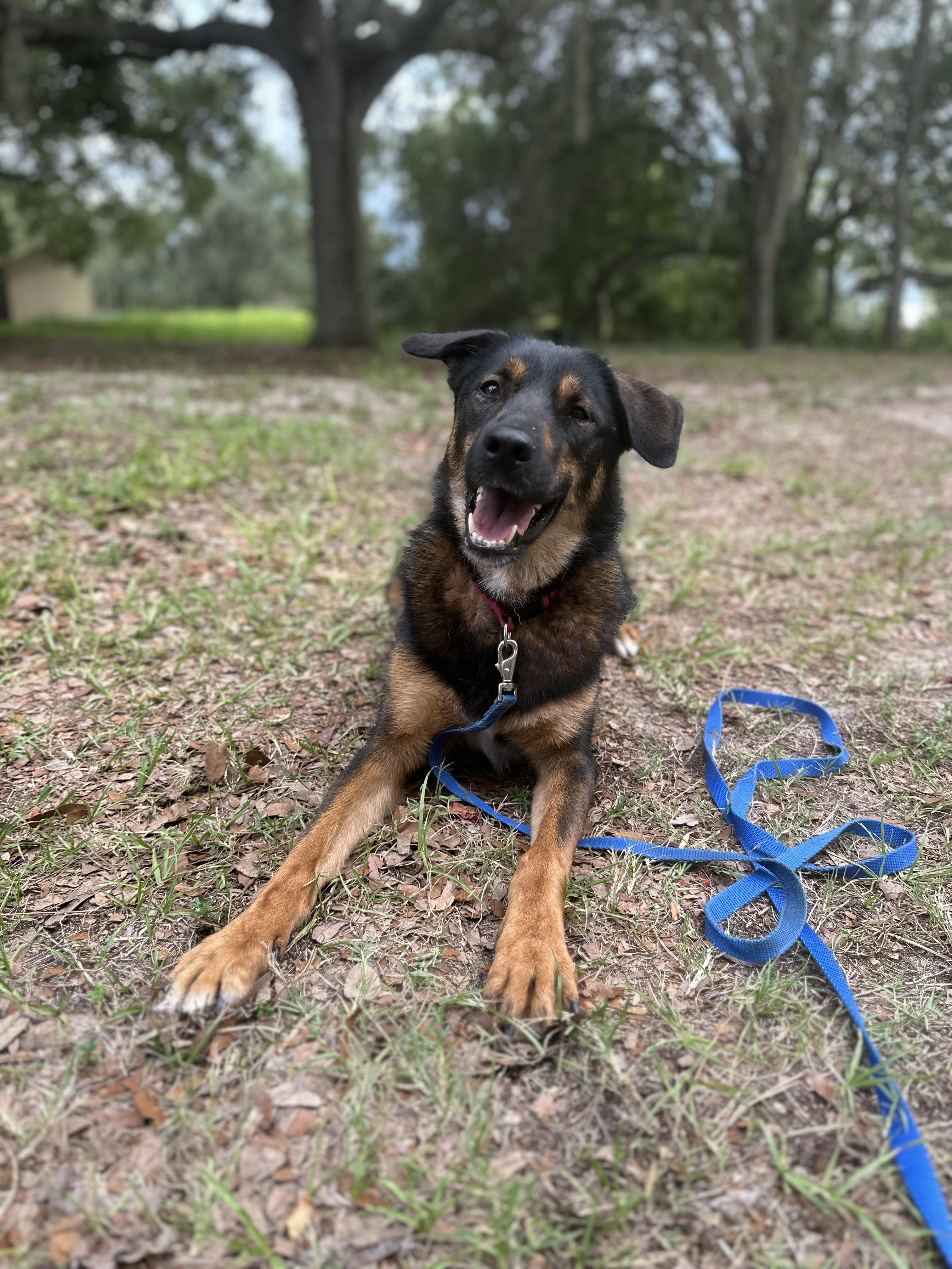 Enlarge charlie, a ADOPTABLE mixed breed in Clermont, FL image 2/2