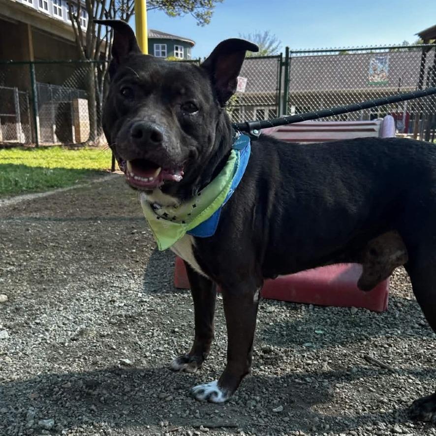 Enlarge Cain, a Adoptable Pit Bull Terrier in Greenville, SC image 1/6