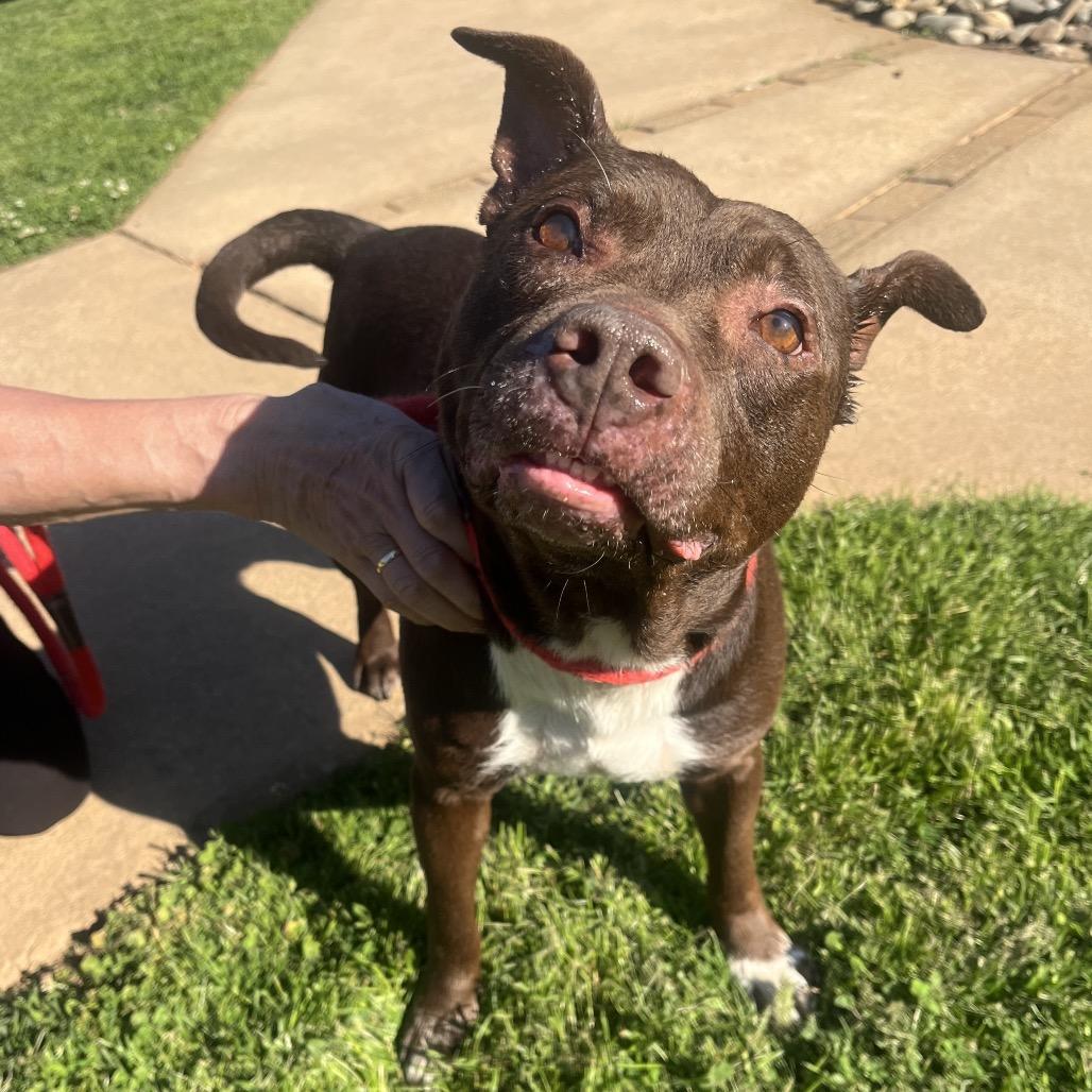 Enlarge Cain, a Adoptable Pit Bull Terrier in Greenville, SC image 2/6