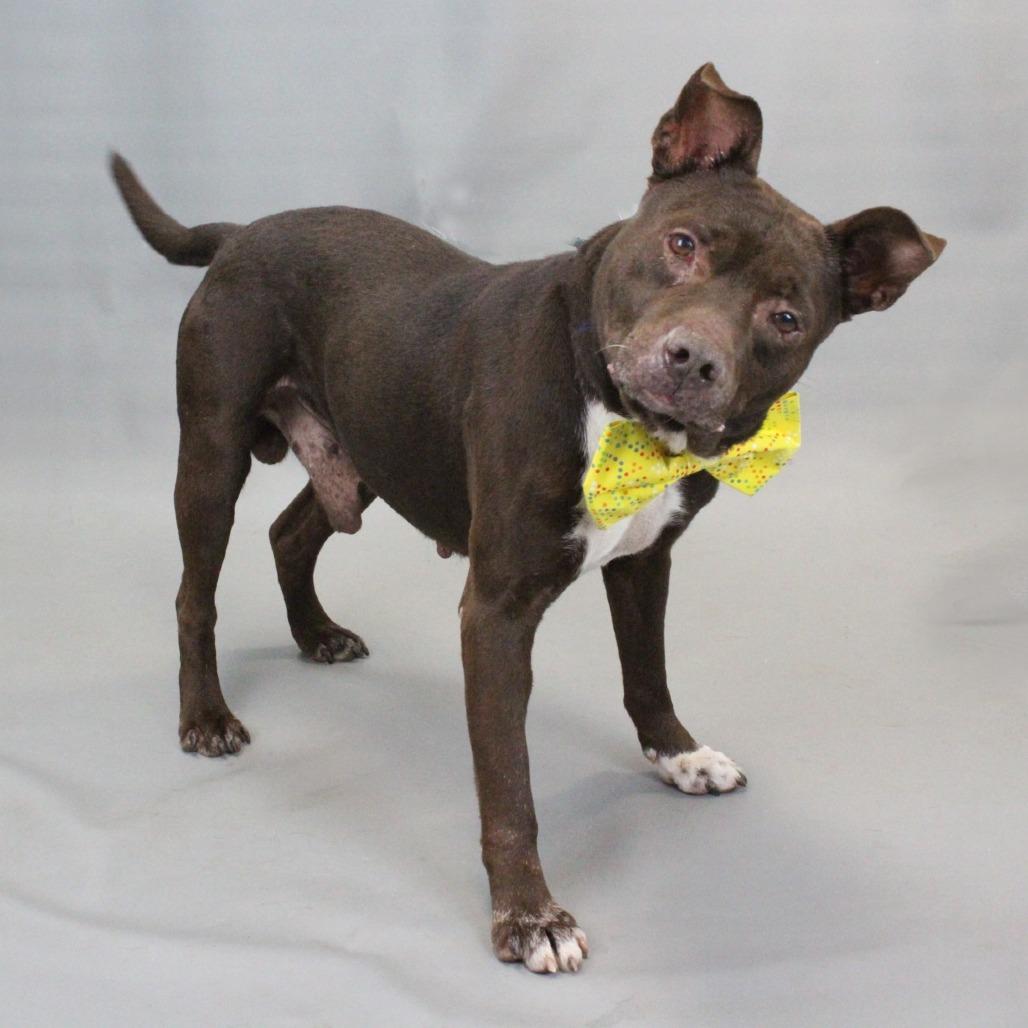 Enlarge Cain, a Adoptable Pit Bull Terrier in Greenville, SC image 2/6