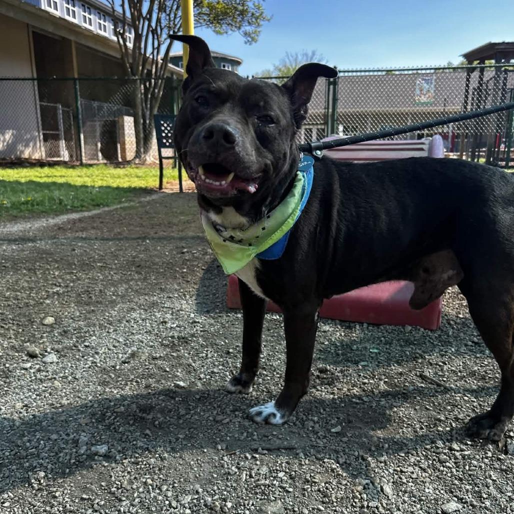 Enlarge Cain, a Adoptable Pit Bull Terrier in Greenville, SC image 3/6