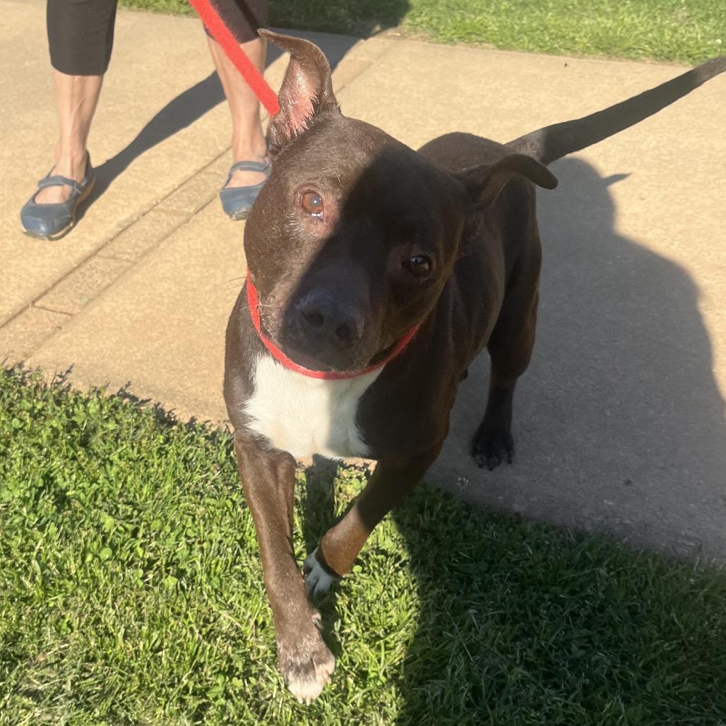 Enlarge Cain, a Adoptable Pit Bull Terrier in Greenville, SC image 4/6