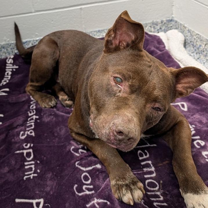 Enlarge Cain, a Adoptable Pit Bull Terrier in Greenville, SC image 5/6