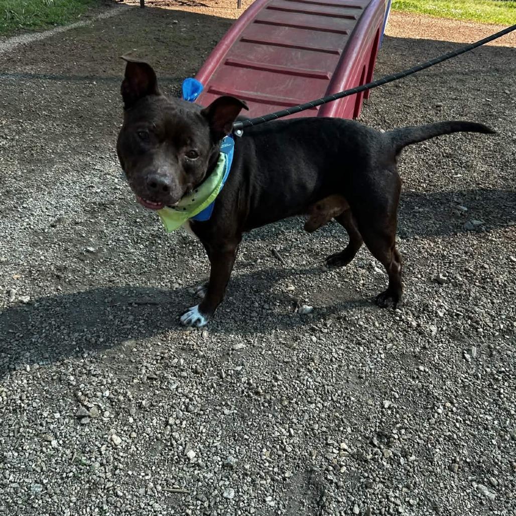 Enlarge Cain, a Adoptable Pit Bull Terrier in Greenville, SC image 6/6