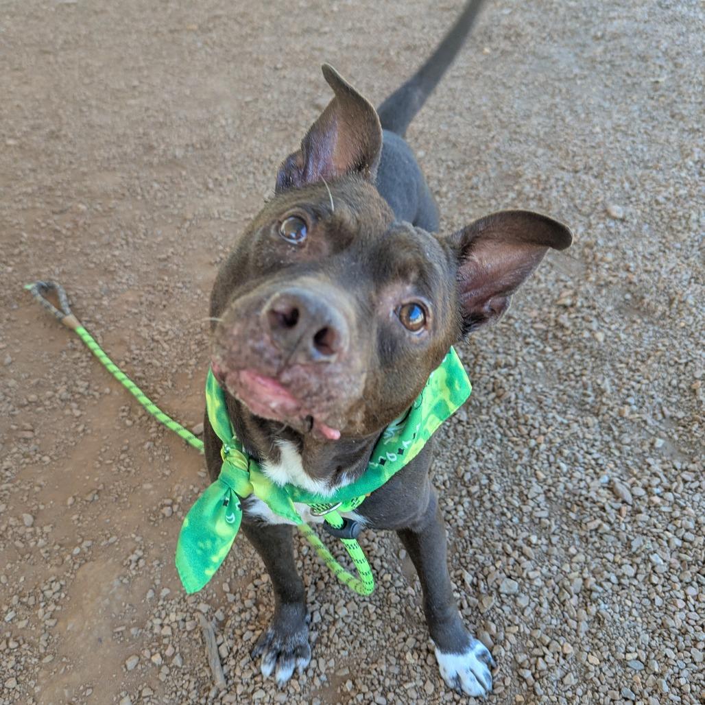 Cain, a Adoptable Pit Bull Terrier in Greenville, SC image 6/6