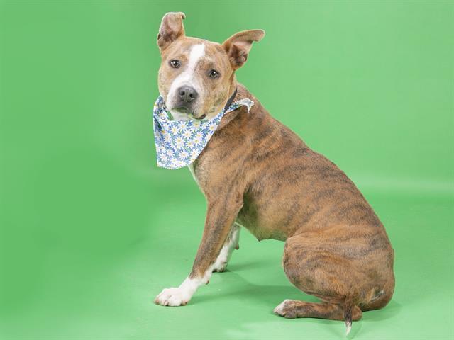 Enlarge SUMMER, a Adoptable mixed breed in Saint Louis, MO image 1/1
