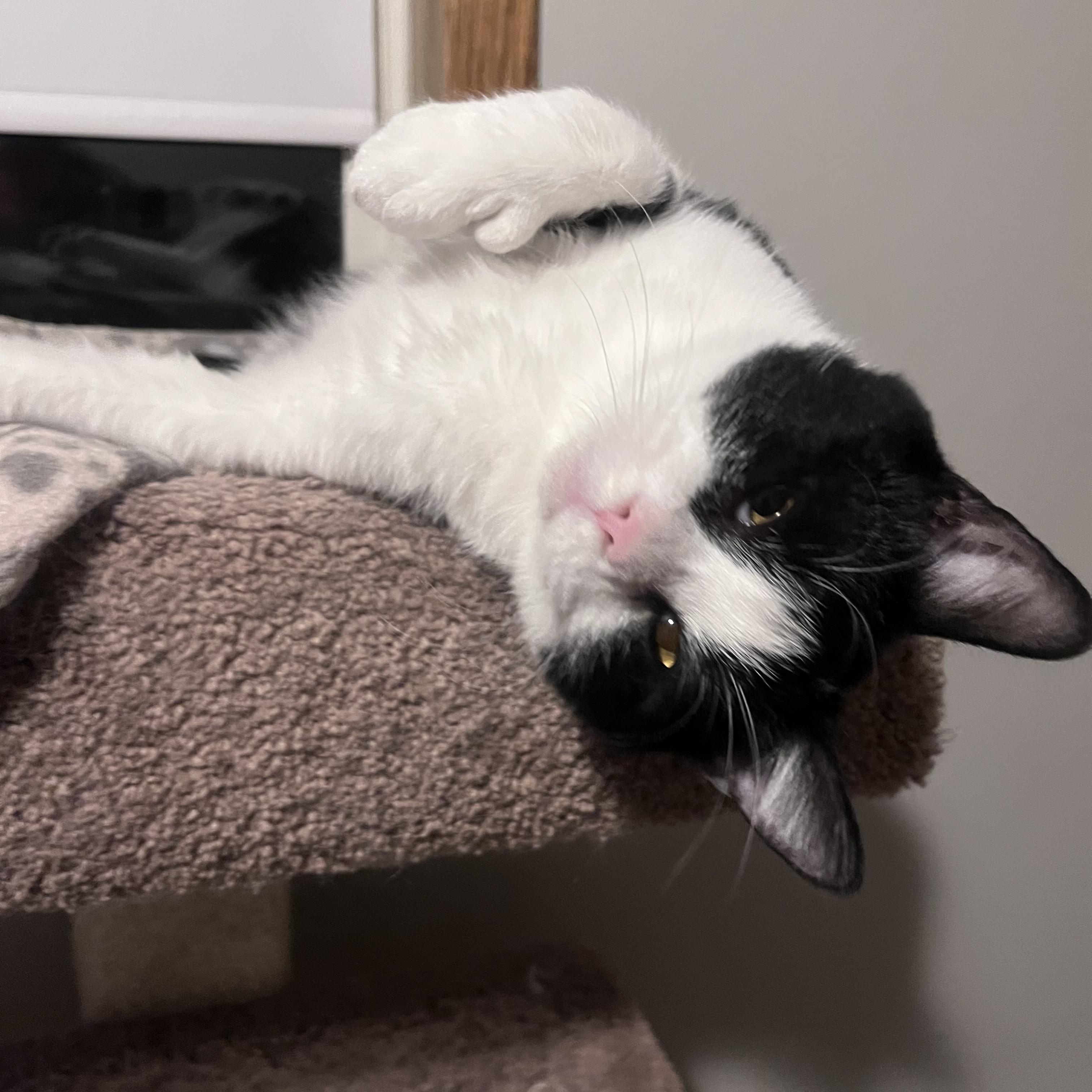 Enlarge TwElvis, a Adoptable Domestic Short Hair in Saint Francis, MN image 4/5