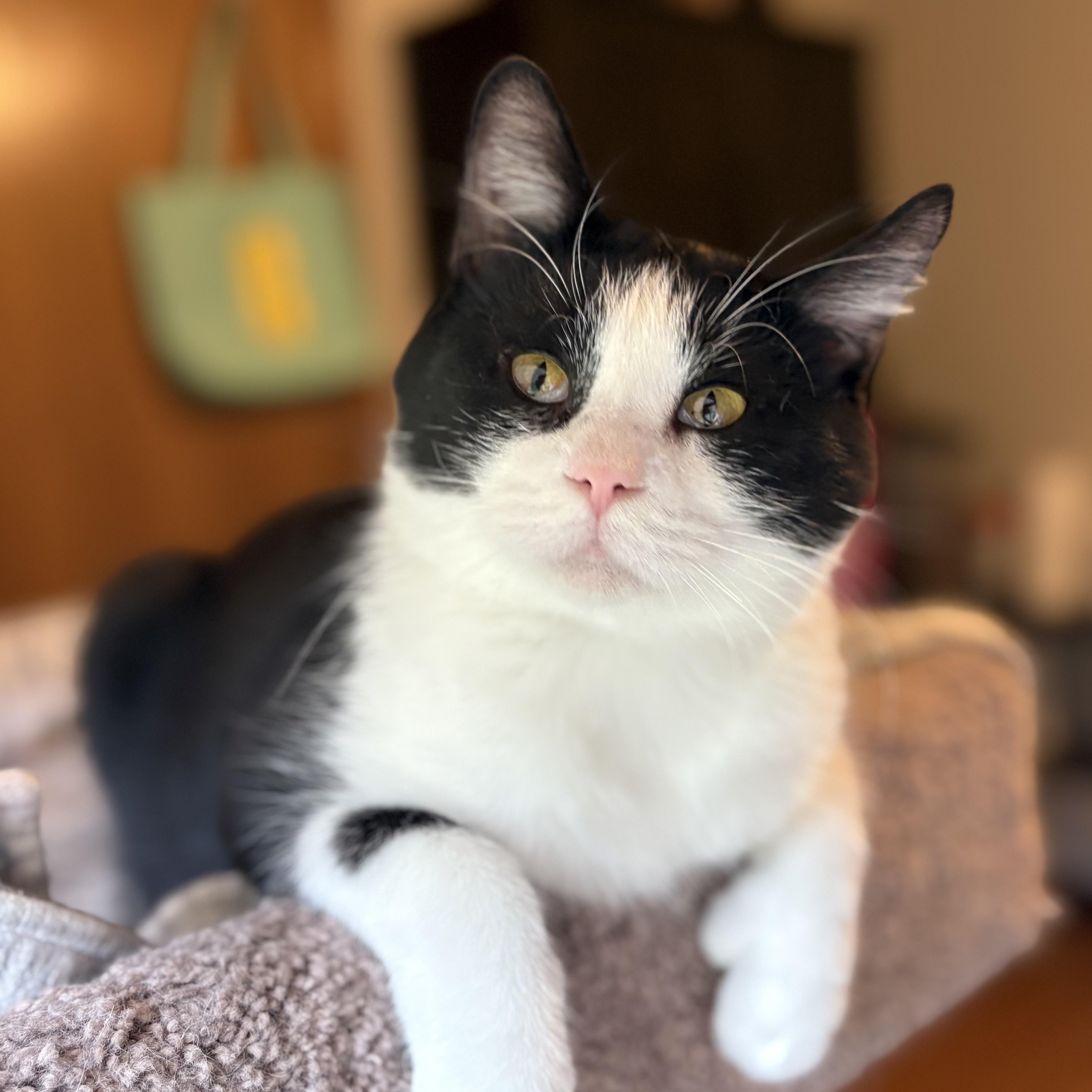 Enlarge TwElvis, a Adoptable Domestic Short Hair in Saint Francis, MN image 2/5