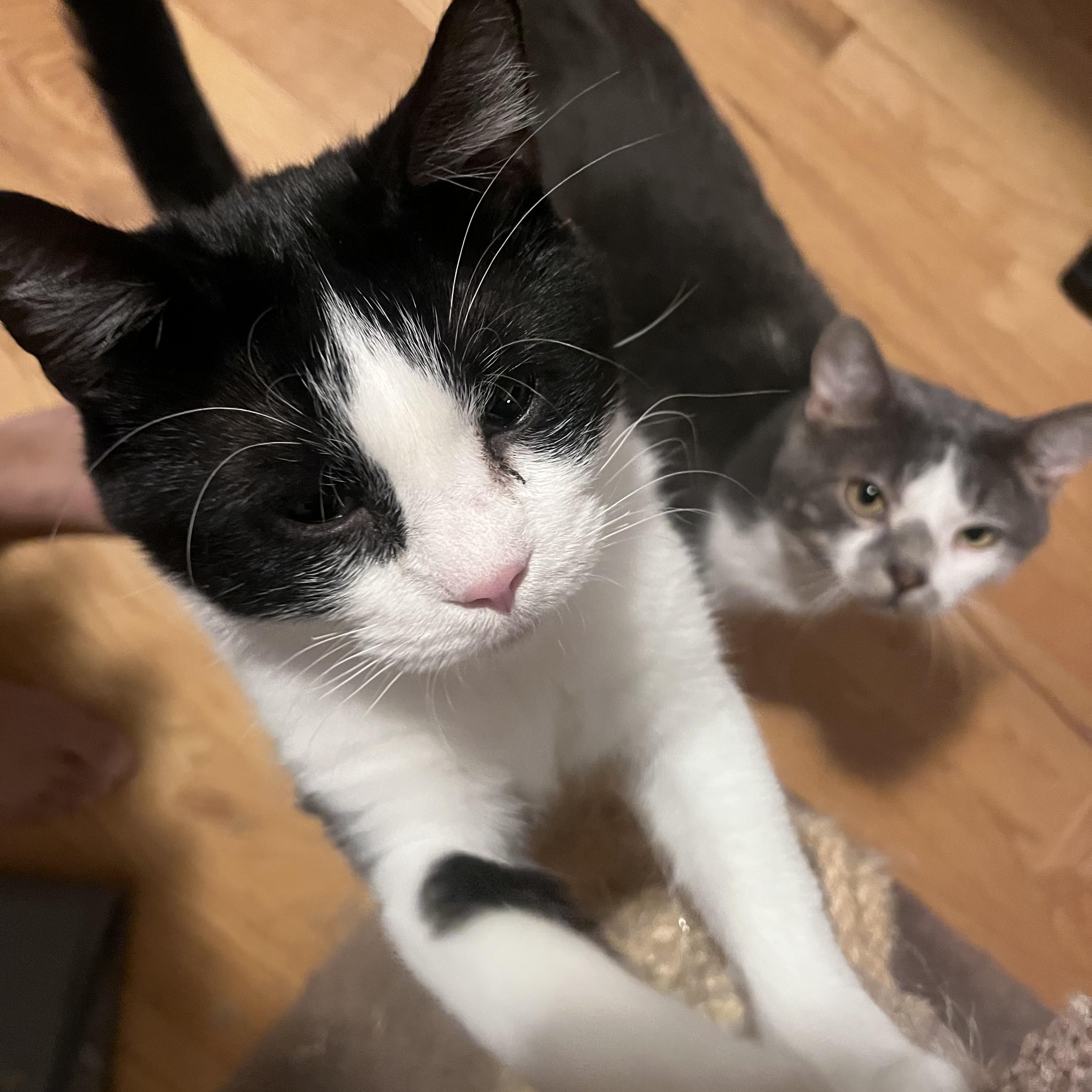 Enlarge TwElvis, a Adoptable Domestic Short Hair in Saint Francis, MN image 5/5