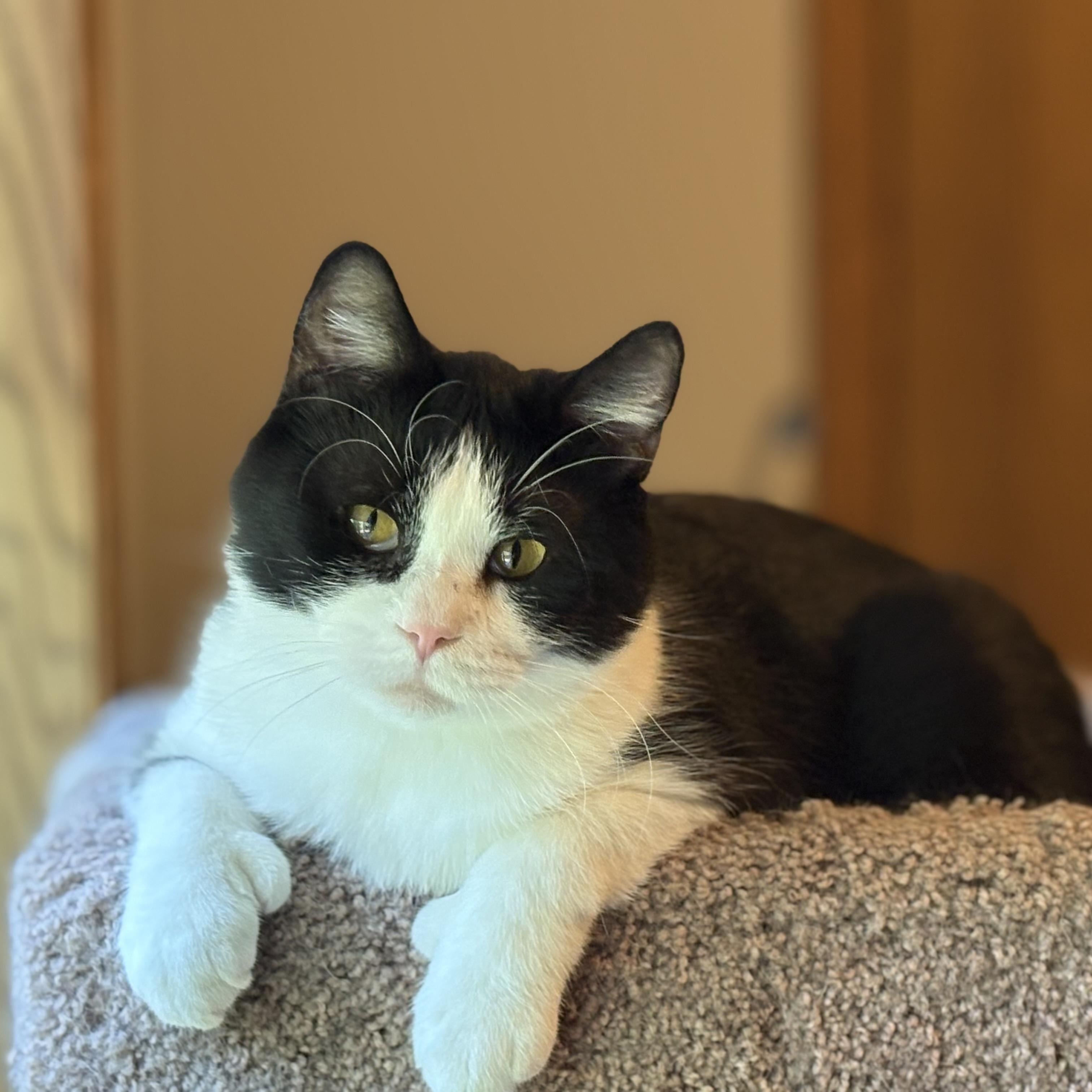 TwElvis, Adoptable, Adult Male Domestic Short Hair.