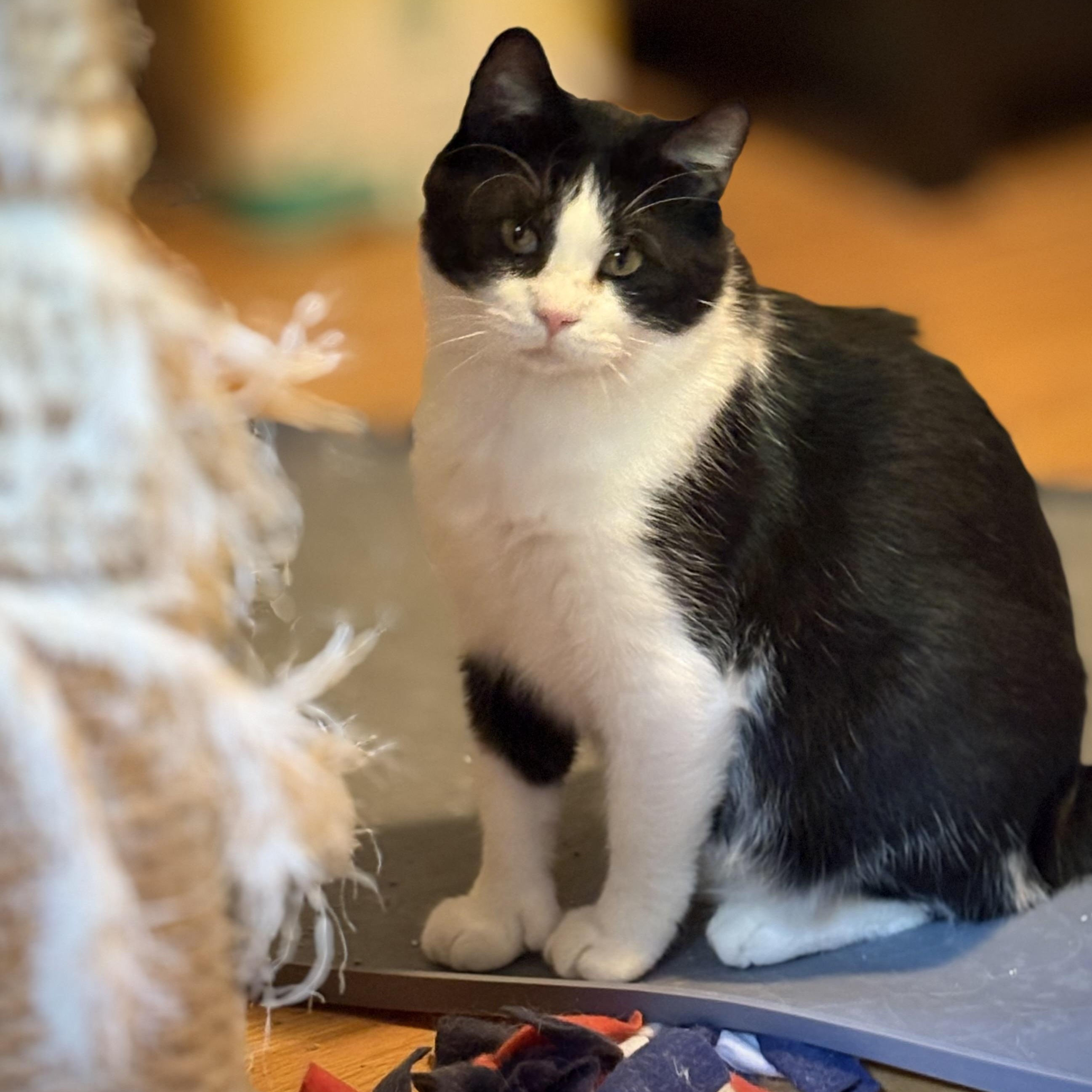 Enlarge TwElvis, a Adoptable Domestic Short Hair in Saint Francis, MN image 3/5