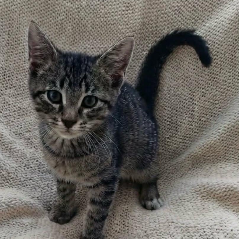 Enlarge Wynken at PetSmart, a Adoptable Tabby in Livonia, MI image 1/2