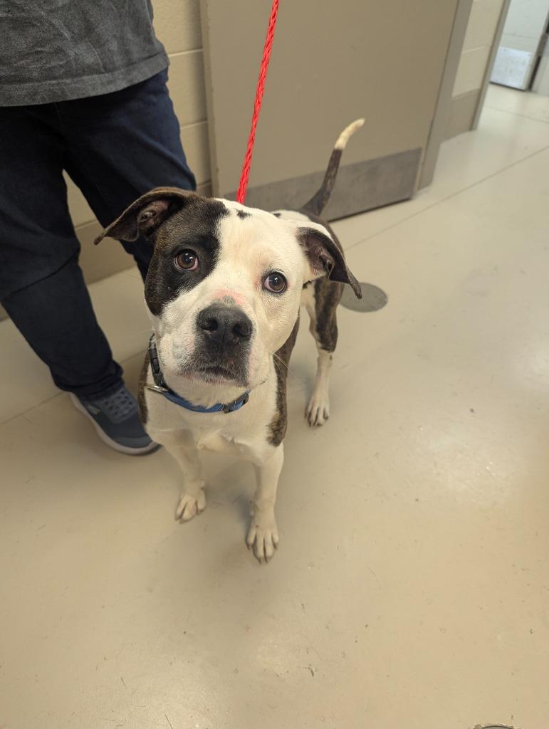 Milky Way, Adoptable, Young Male Pit Bull Terrier.
