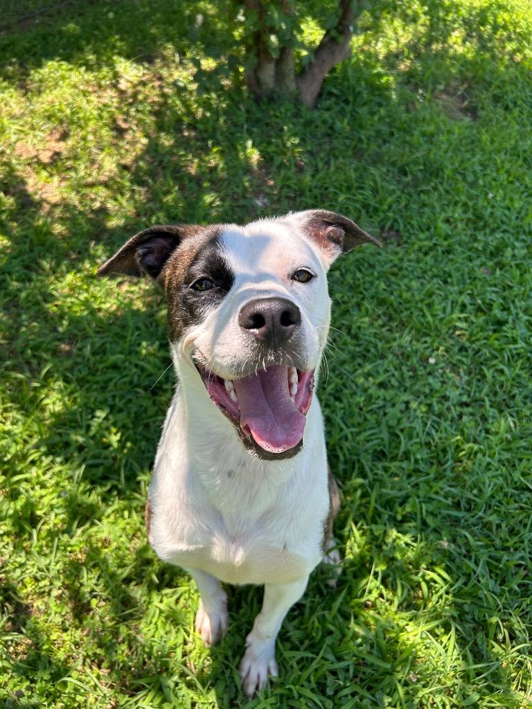 Enlarge Milky Way, a Adoptable mixed breed in Johnson City, TN image 2/5